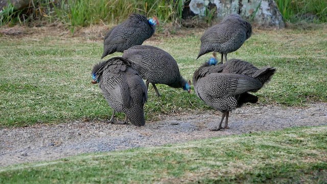 ホロホロチョウ - ML622450609