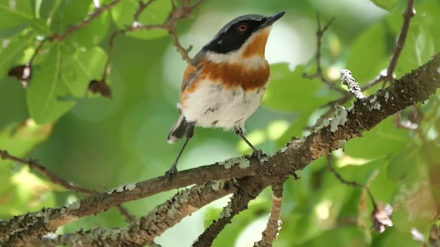Cape Batis - ML622450628