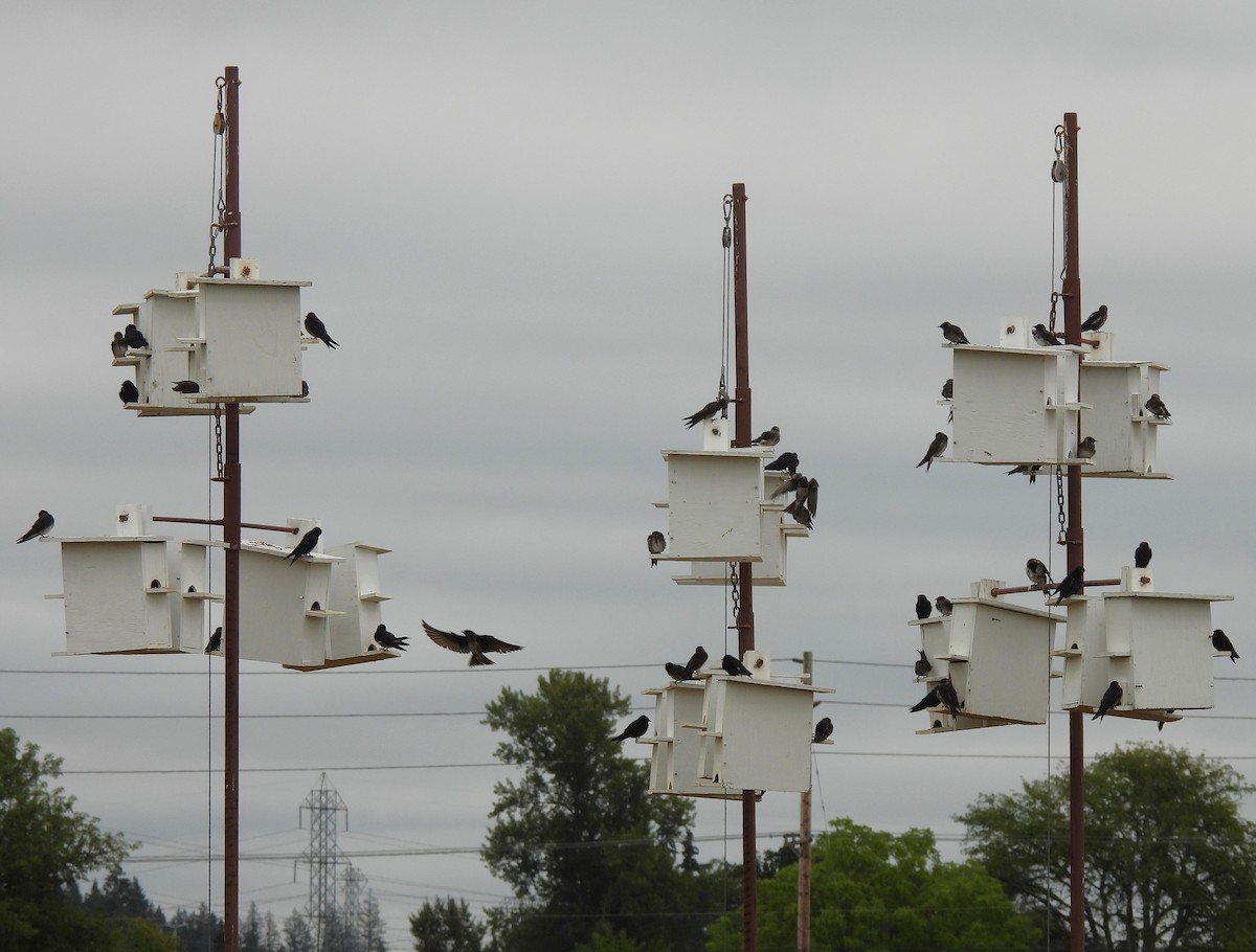 Purple Martin - ML622450636