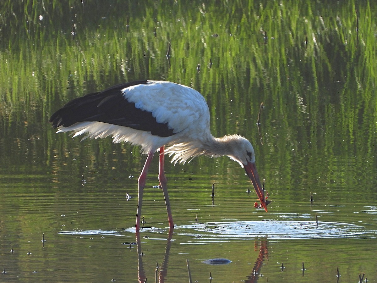 White Stork - ML622450655