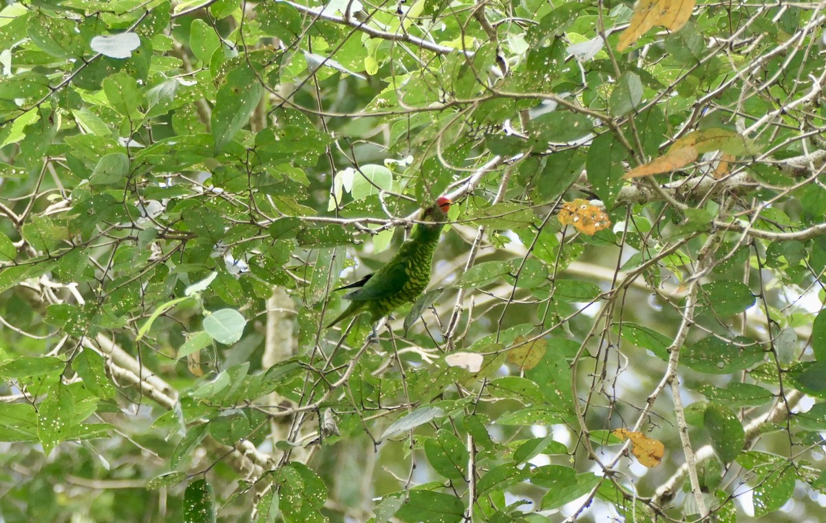 Yellow-cheeked Lorikeet - ML622450705