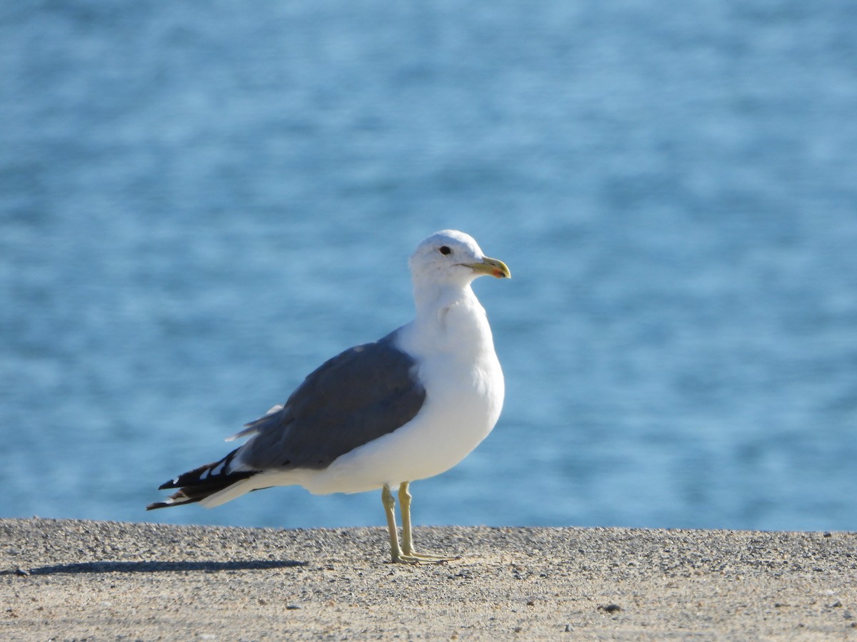 California Gull - ML622450740