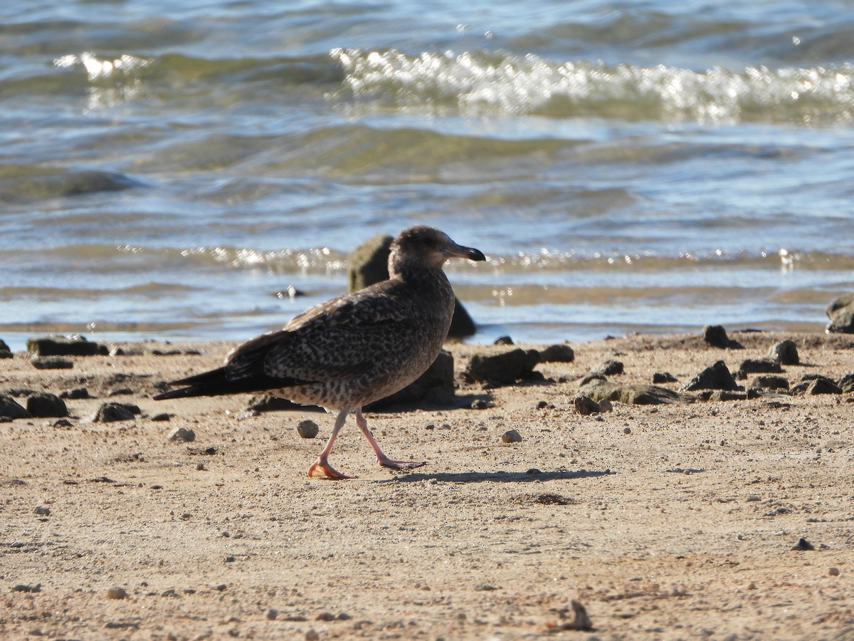 California Gull - ML622450741