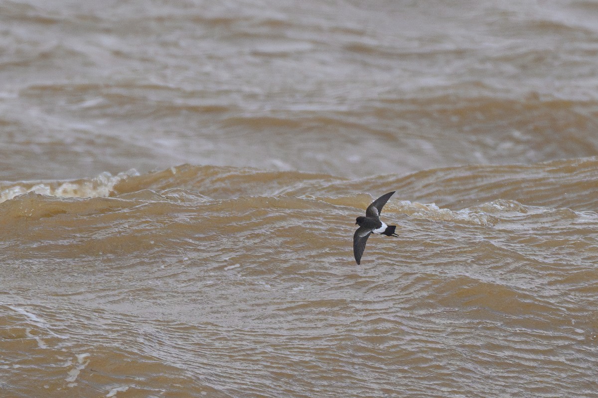 Wilson's Storm-Petrel - ML622450770