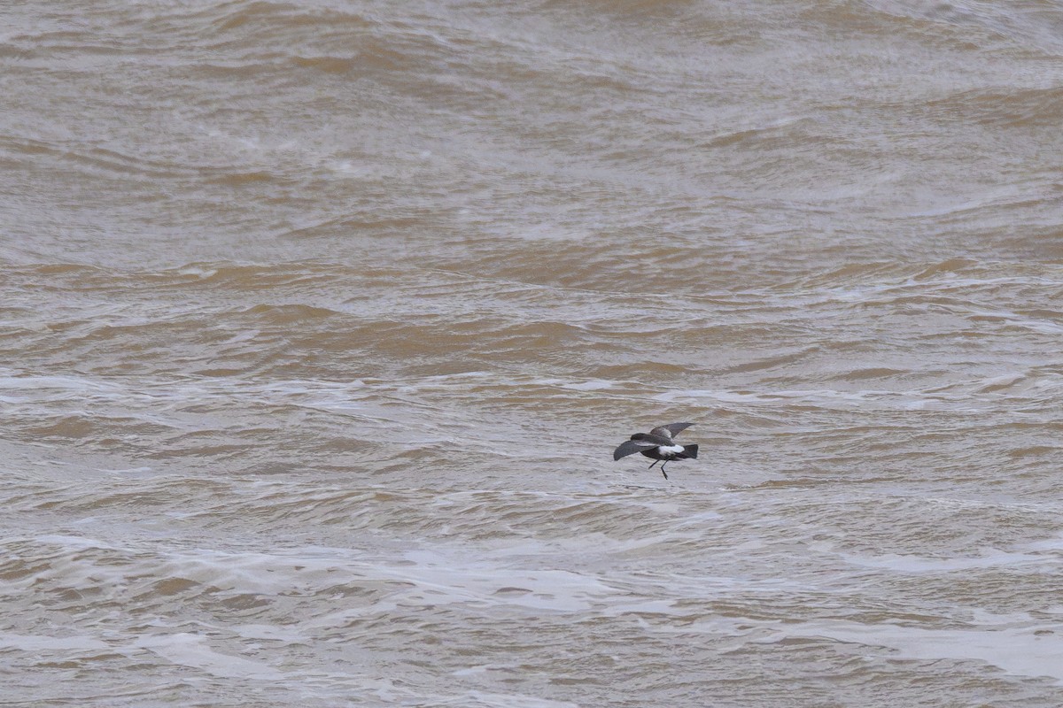 Wilson's Storm-Petrel - ML622450774