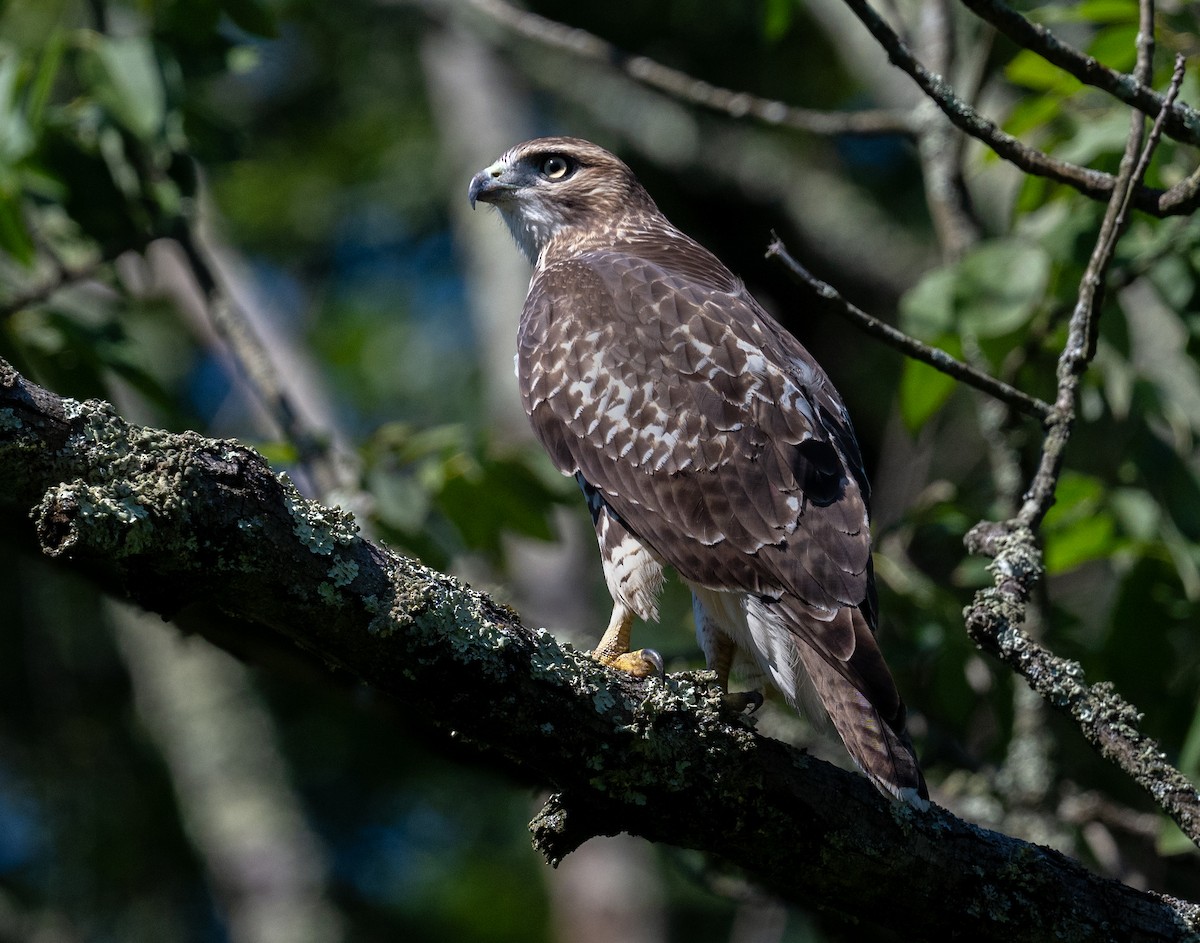 Red-tailed Hawk - ML622450804