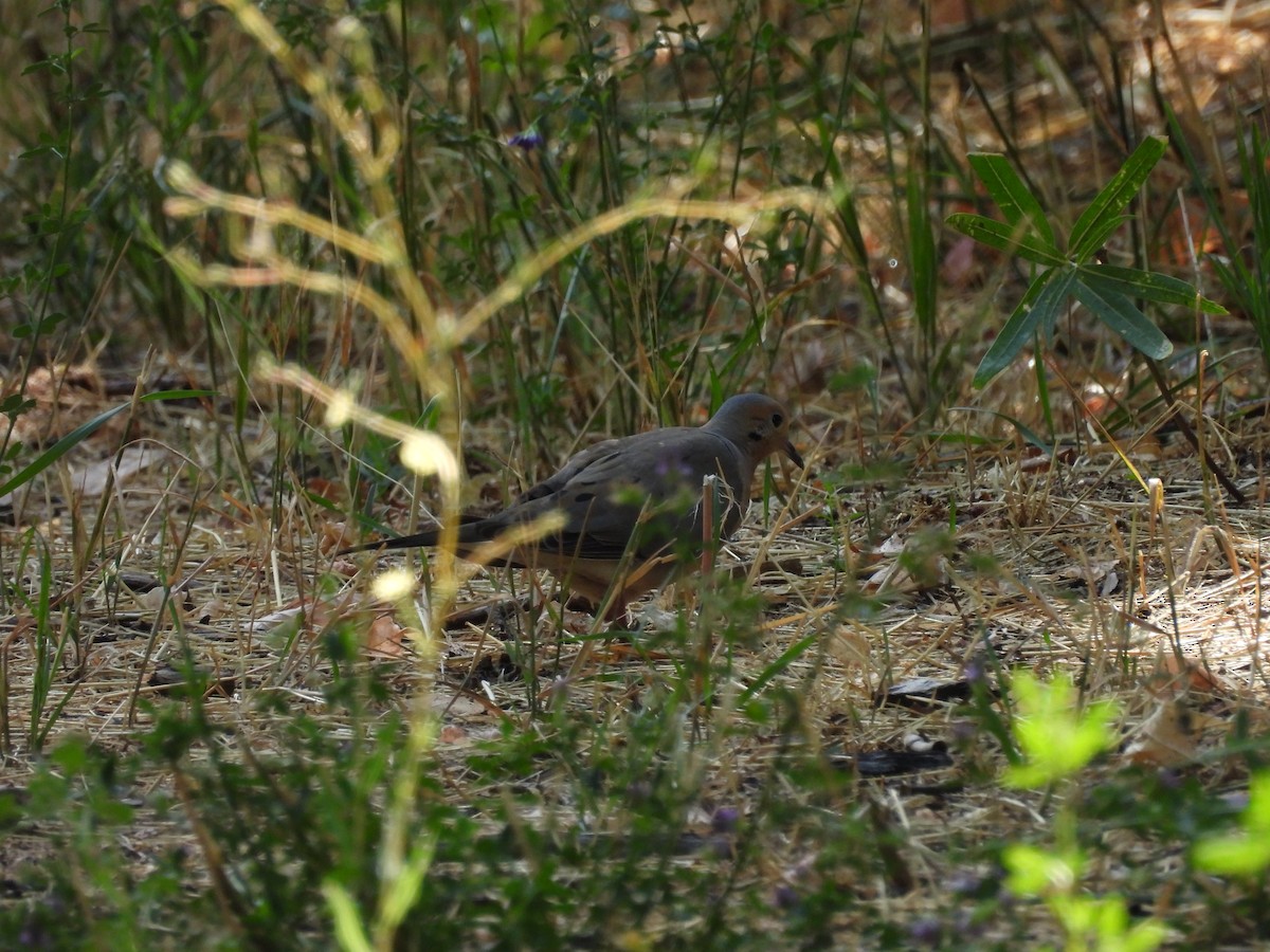 Mourning Dove - ML622450899