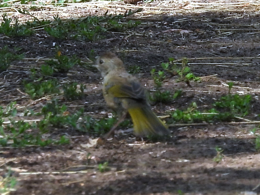 Green-tailed Towhee - ML622450902