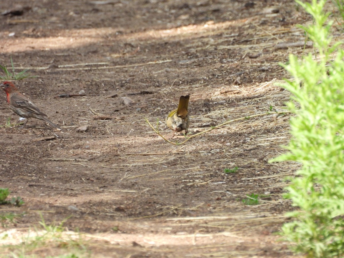 Green-tailed Towhee - ML622450917