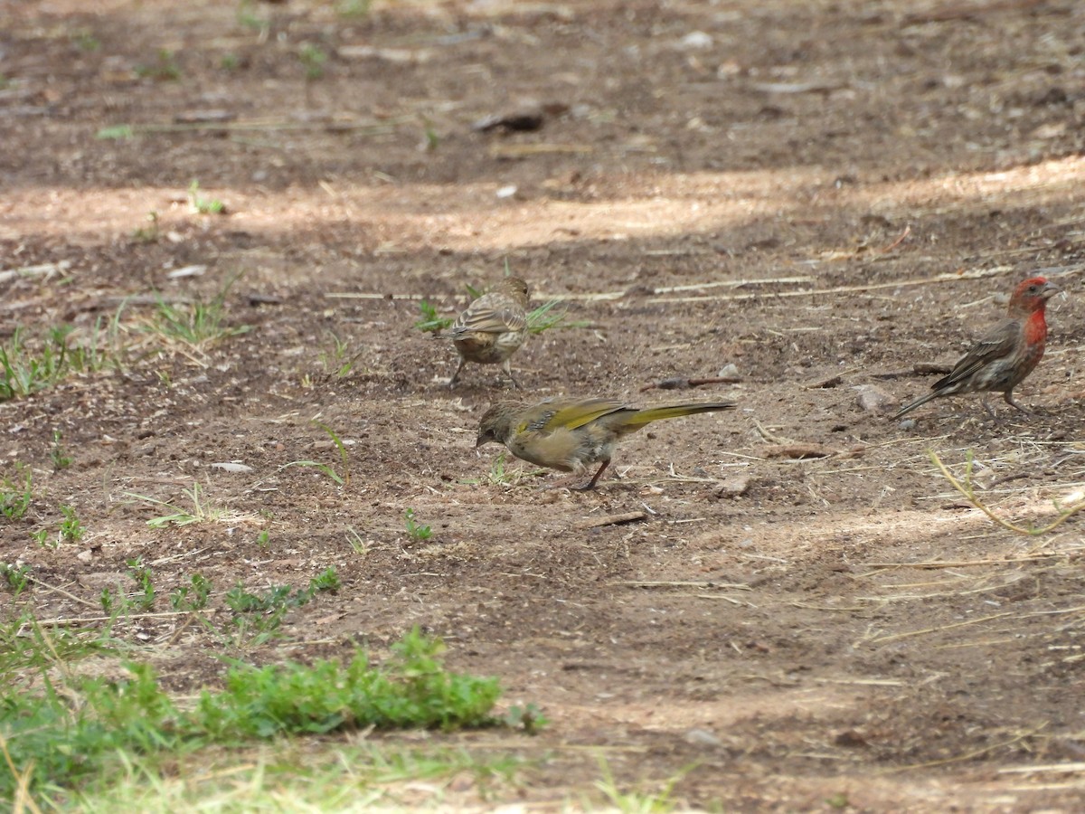 Green-tailed Towhee - ML622450918