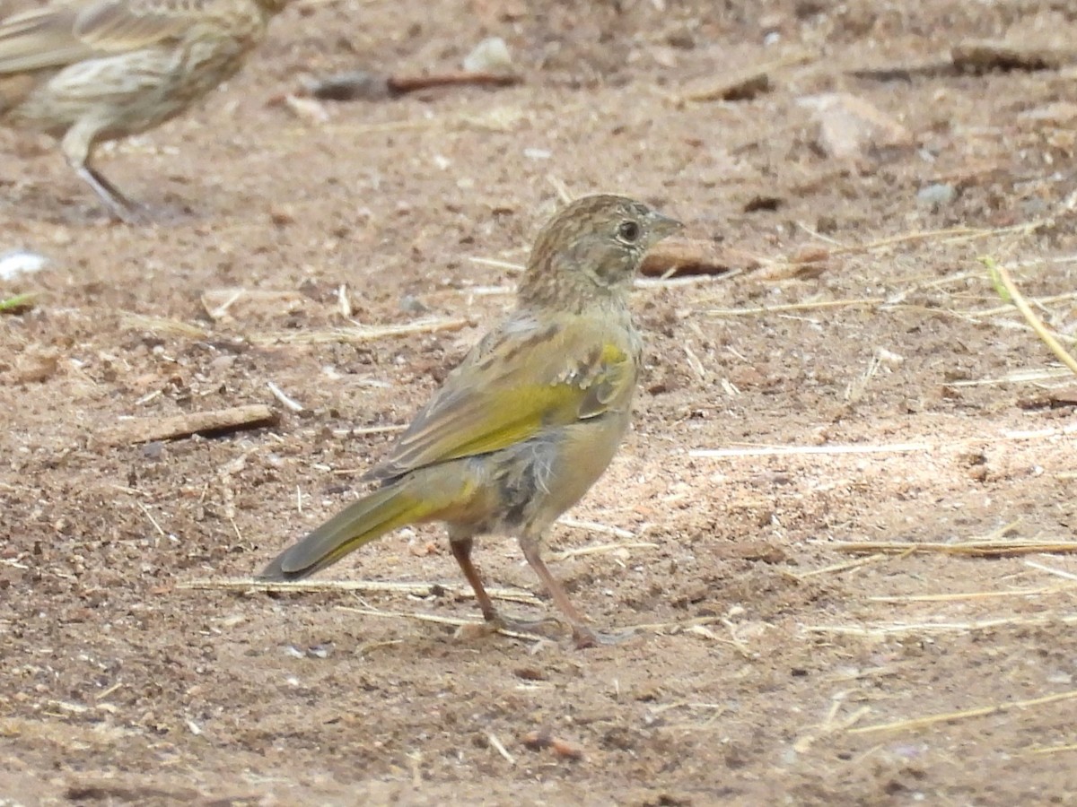 Green-tailed Towhee - ML622450926