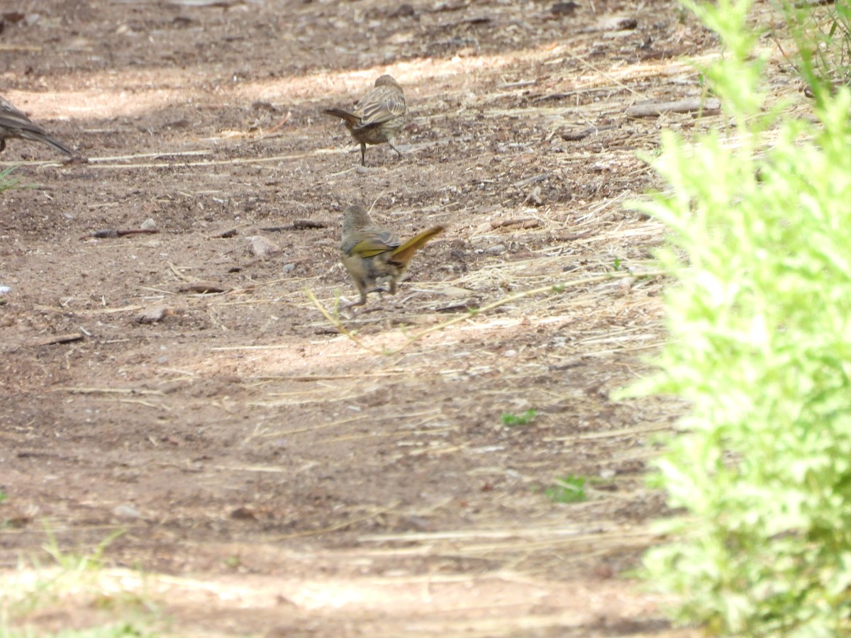 Green-tailed Towhee - ML622450930