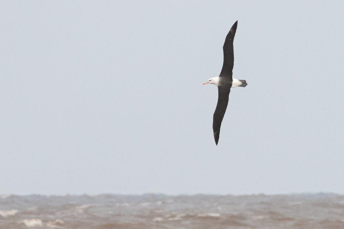 Black-browed Albatross - Fernando Vidal Volpe