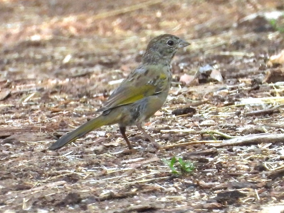 Green-tailed Towhee - ML622450954