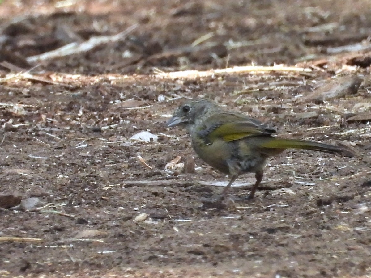 Green-tailed Towhee - ML622450959