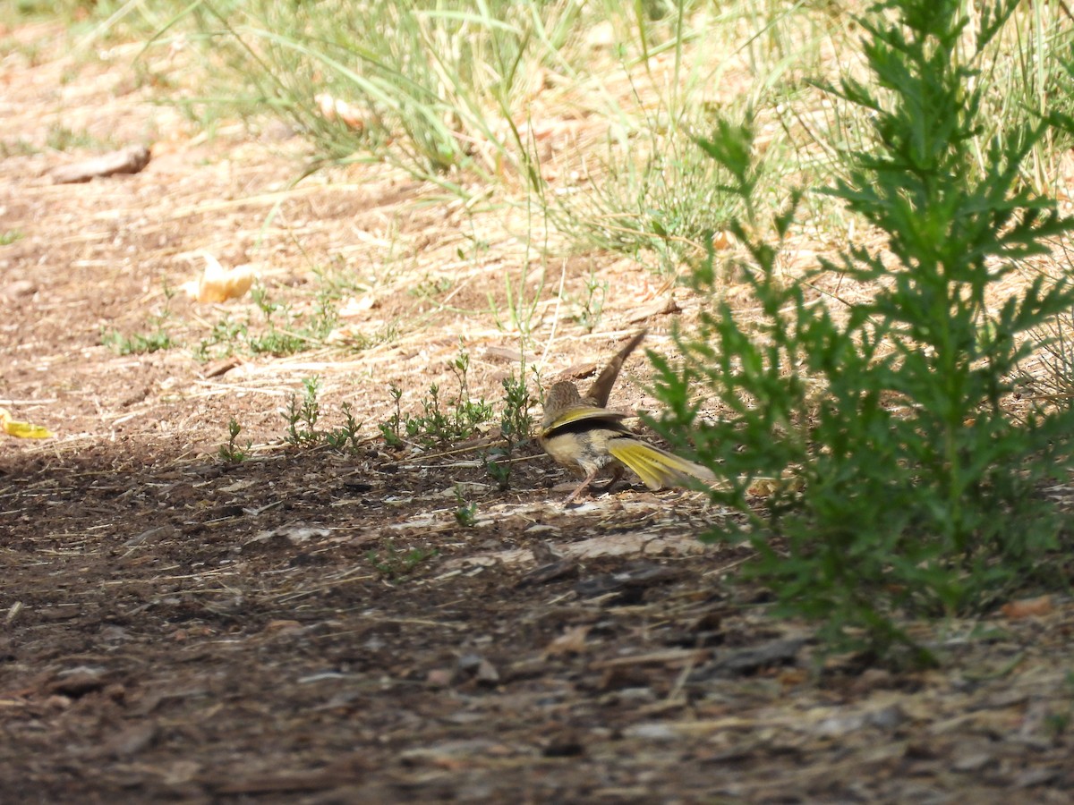 Green-tailed Towhee - ML622450966