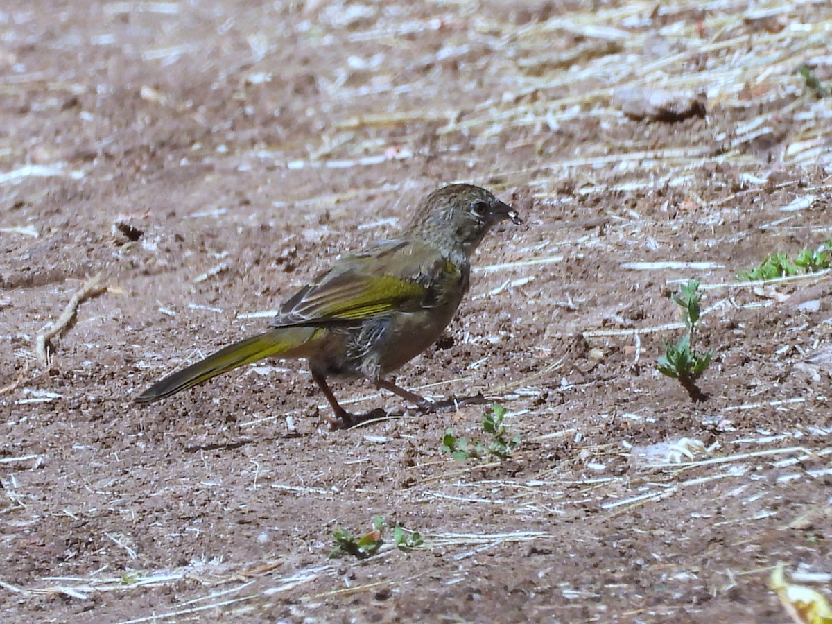 Green-tailed Towhee - ML622450967