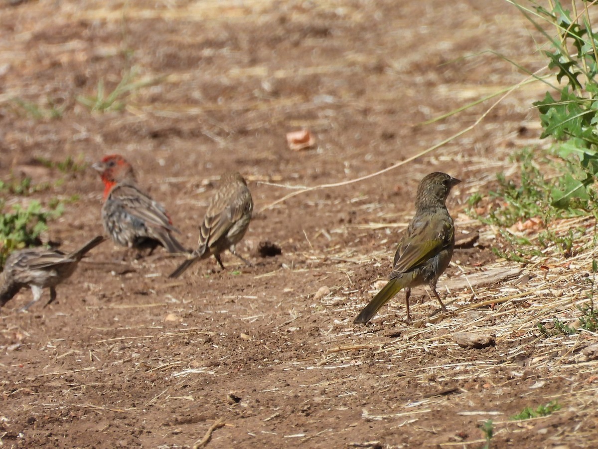 Green-tailed Towhee - ML622450975