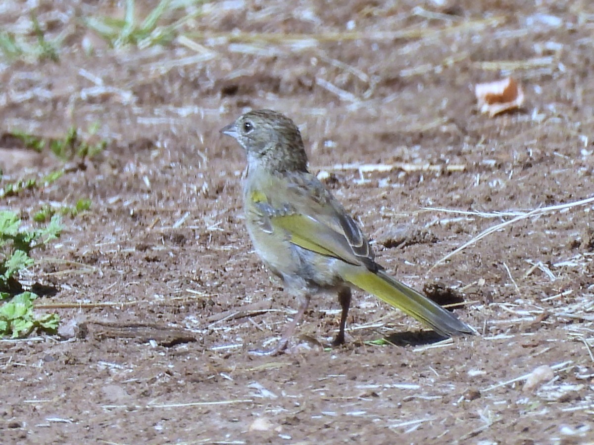 Green-tailed Towhee - ML622450978