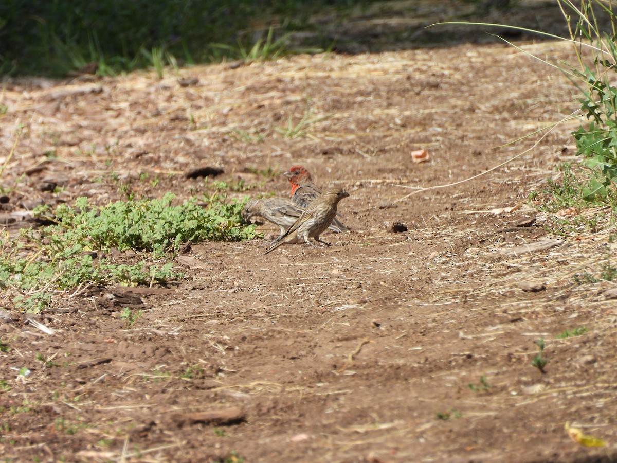 House Finch - ML622450995