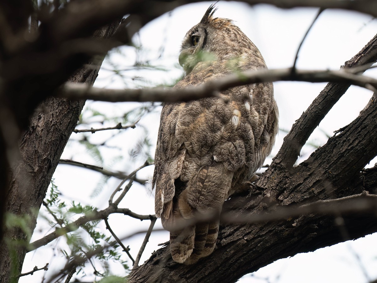 Great Horned Owl - Bob Foehring