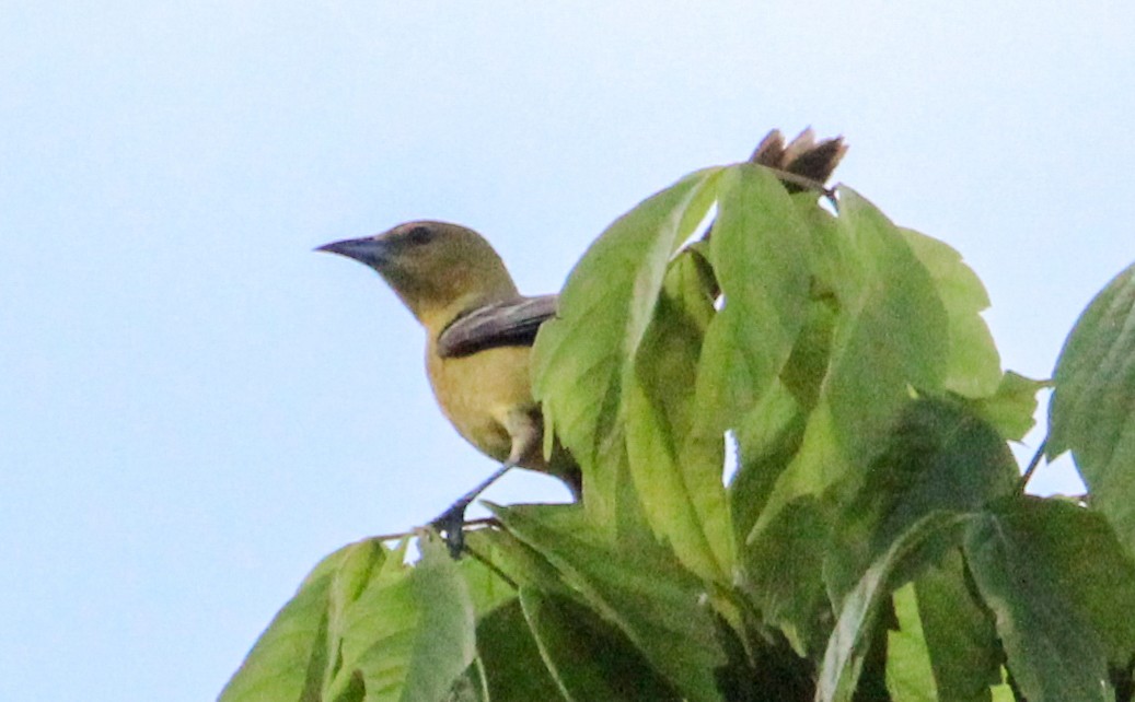 Turpial Castaño - ML622451323