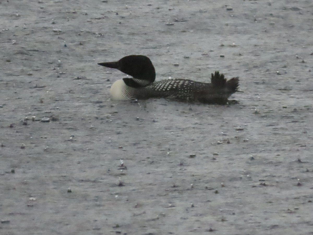 Common Loon - ML622451330
