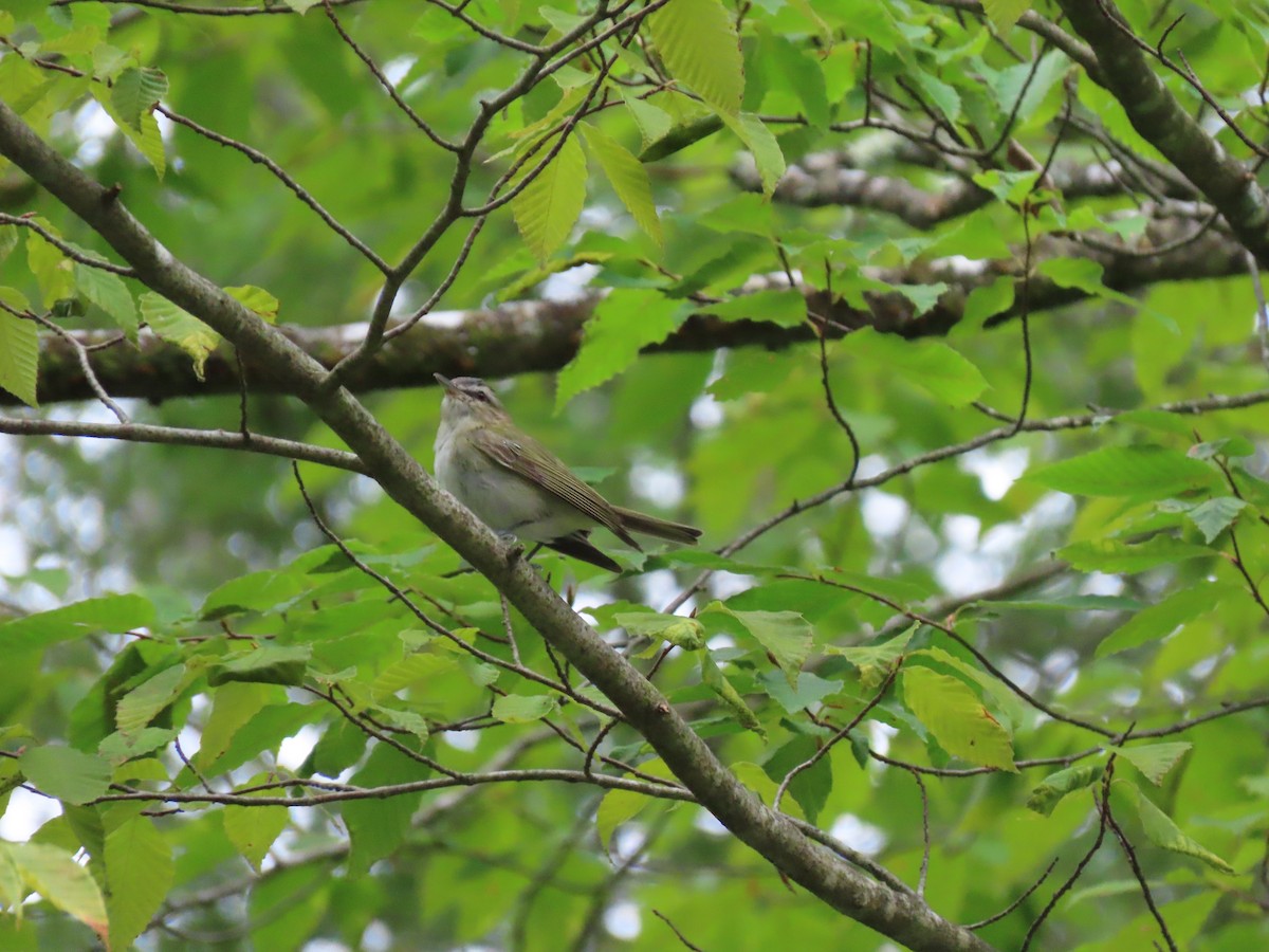 Red-eyed Vireo - ML622451350