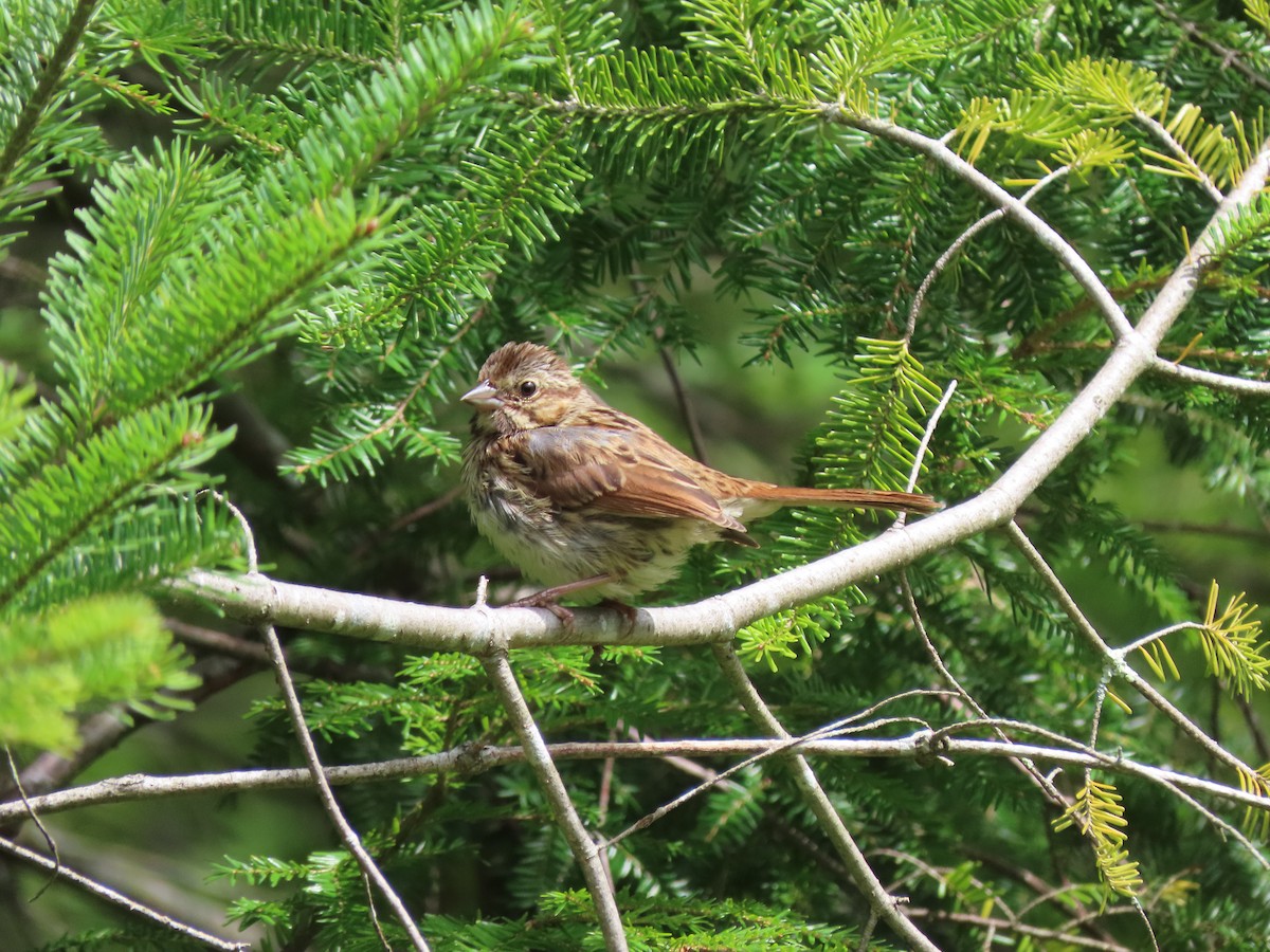 Song Sparrow - ML622451381