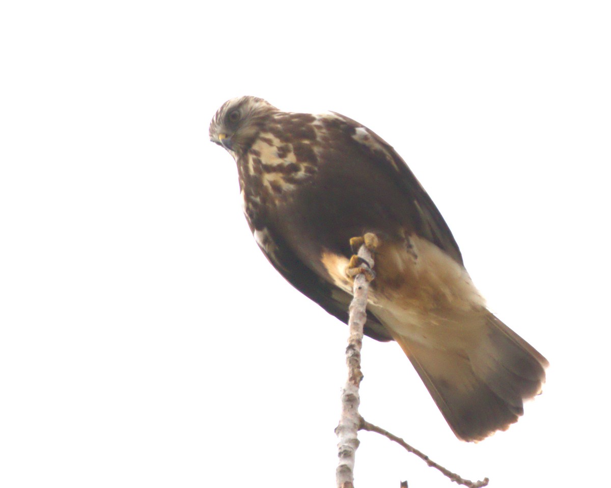 Rough-legged Hawk - ML622451386