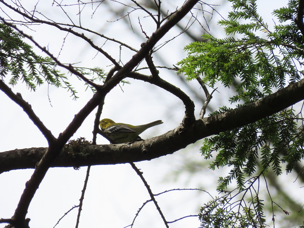 Black-throated Green Warbler - ML622451388