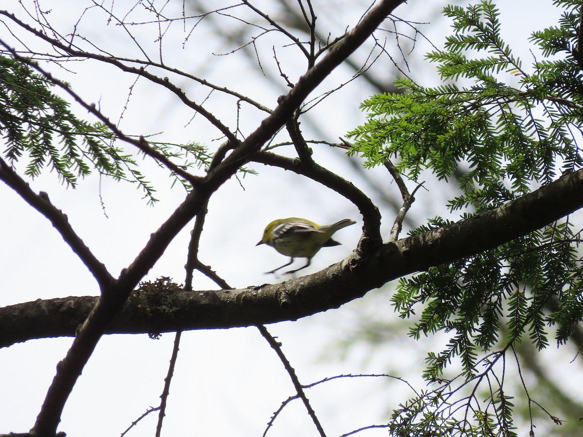 Black-throated Green Warbler - ML622451389