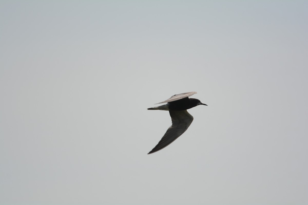 Black Tern - ML622451397