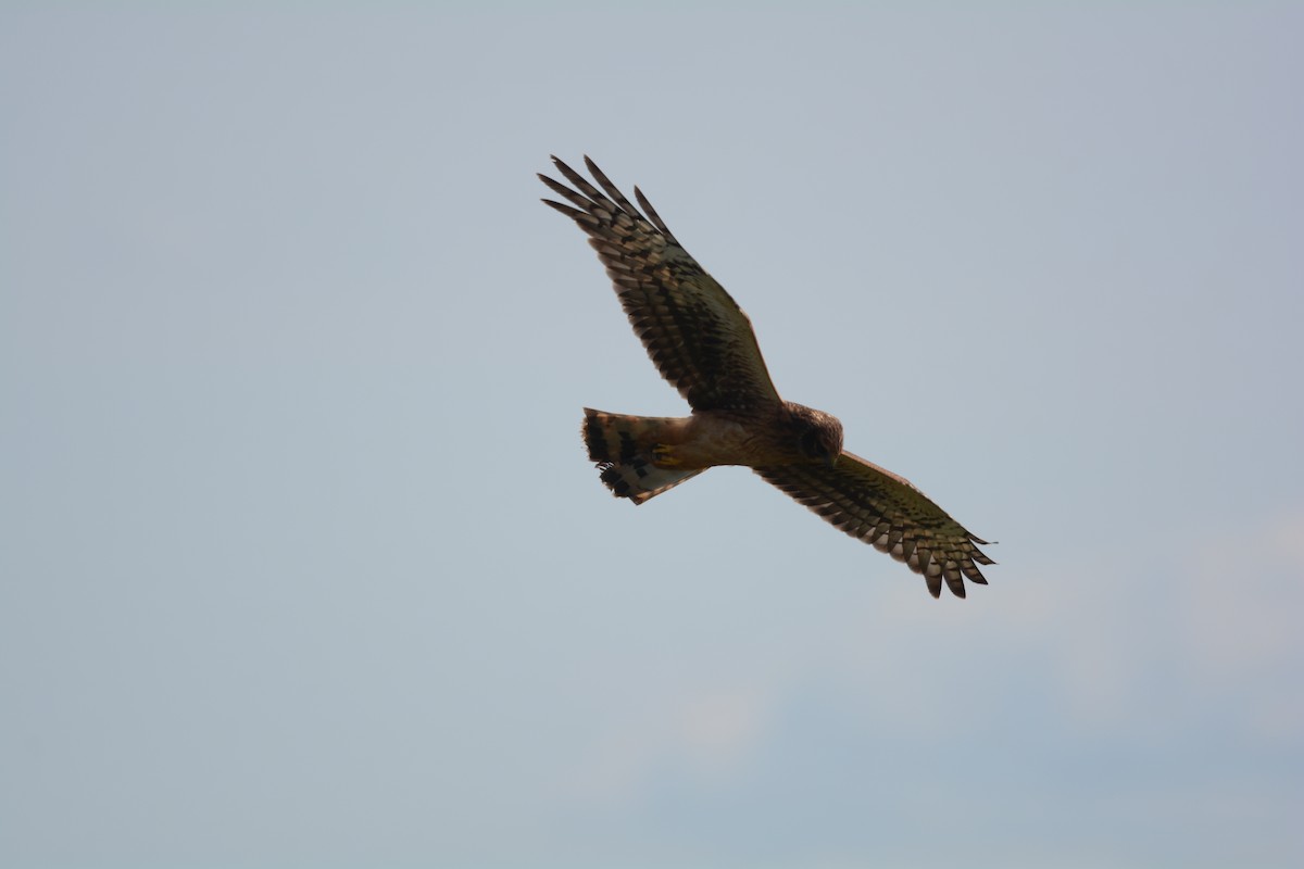 Northern Harrier - ML622451413