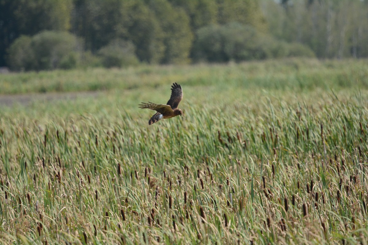 Northern Harrier - ML622451414