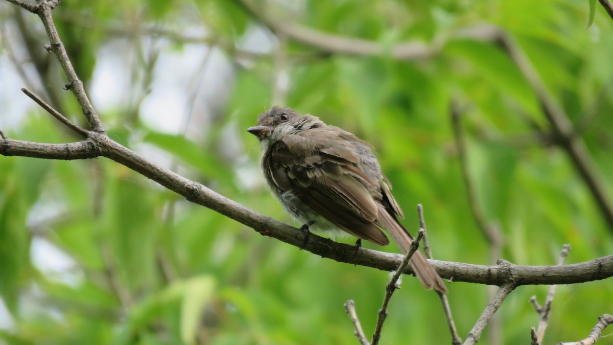 Great Crested Flycatcher - ML622451441