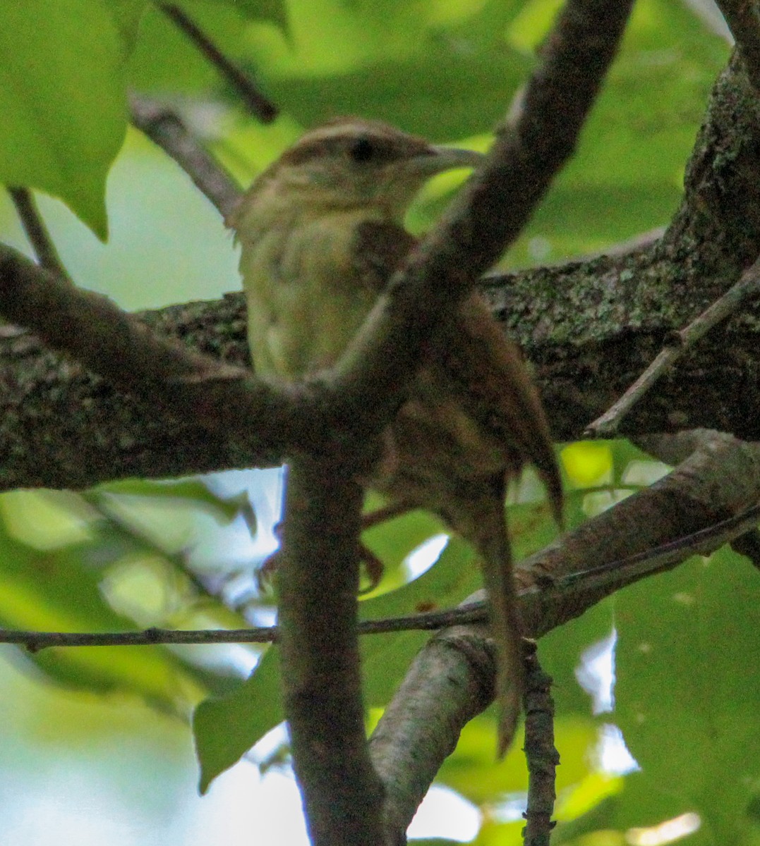 Carolina Wren - ML622451445