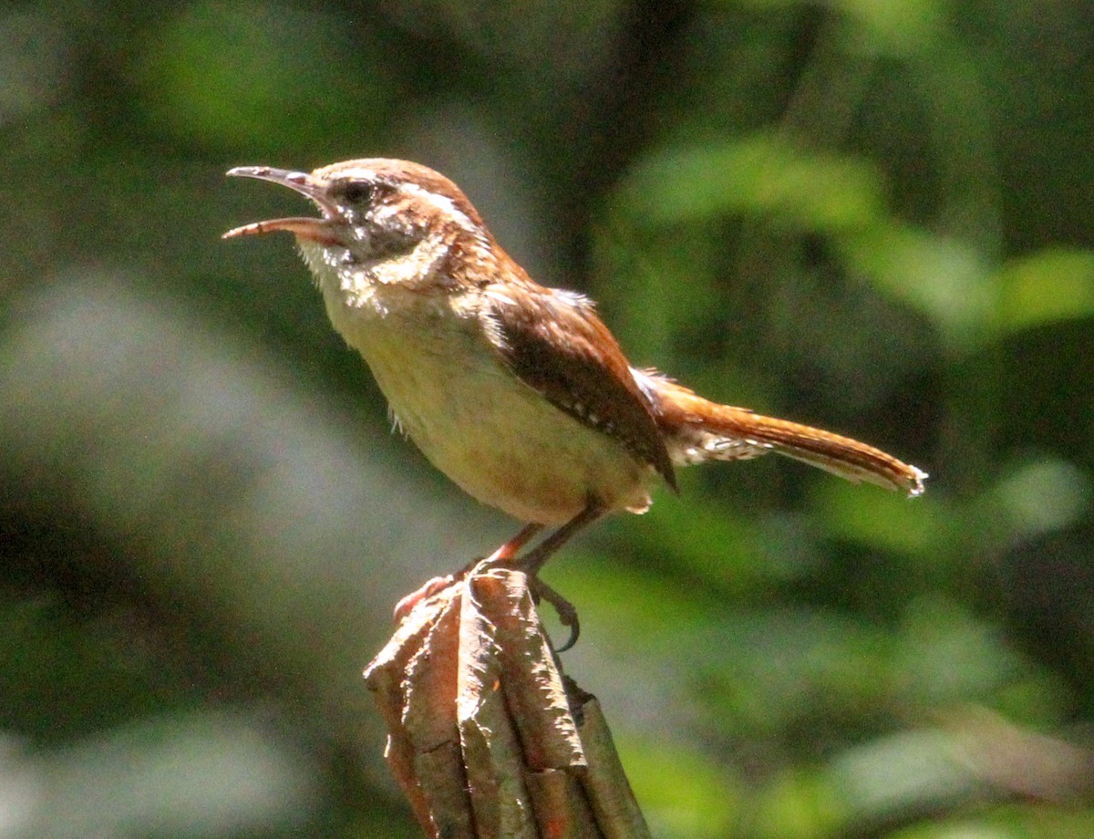 Carolina Wren - ML622451446