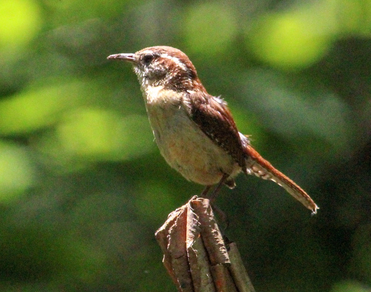 Carolina Wren - ML622451447