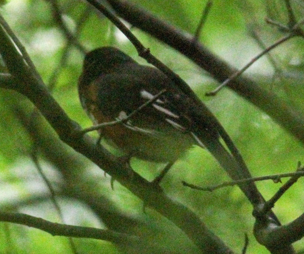 Eastern Towhee - ML622451457