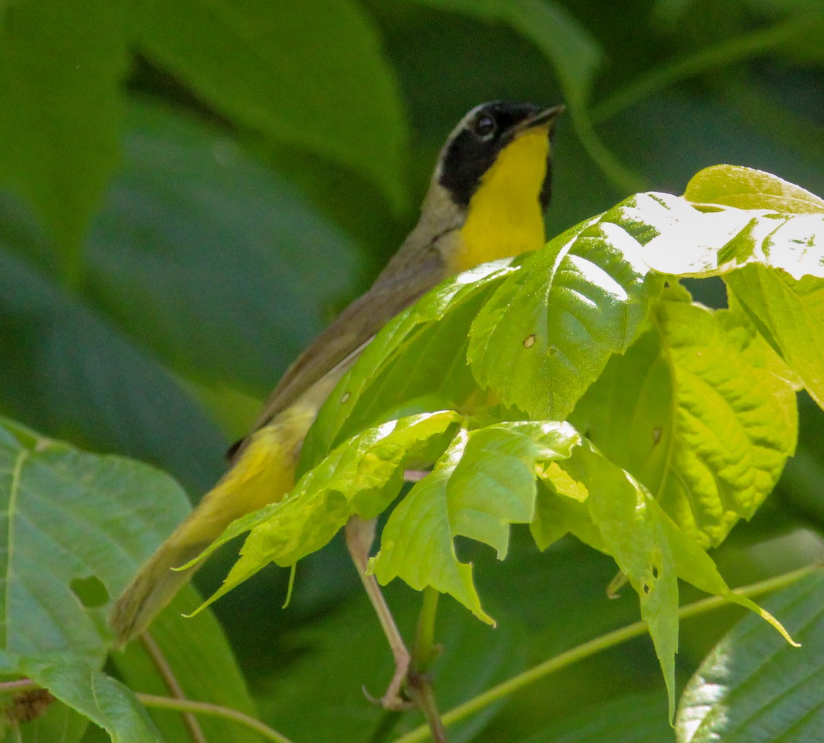 Common Yellowthroat - ML622451463