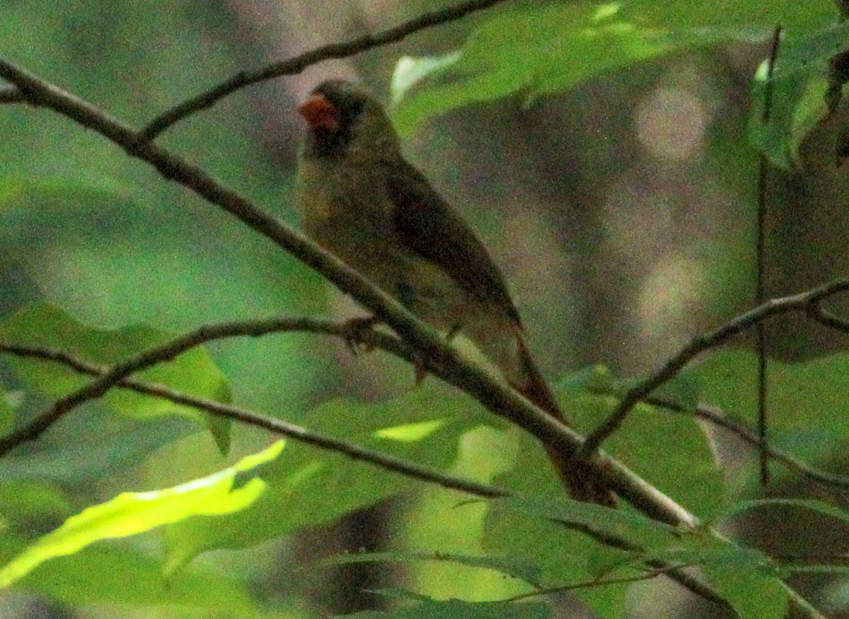Northern Cardinal - ML622451466