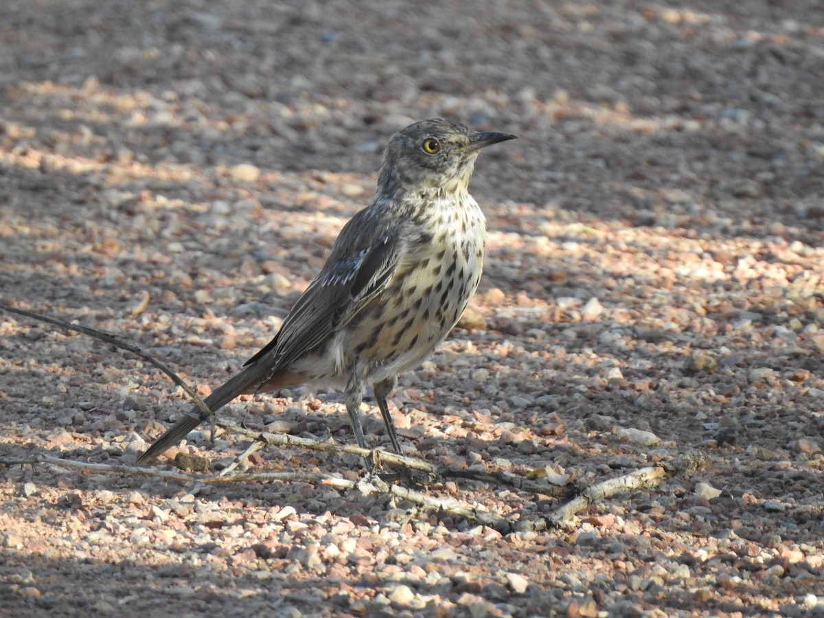 Sage Thrasher - ML622451541