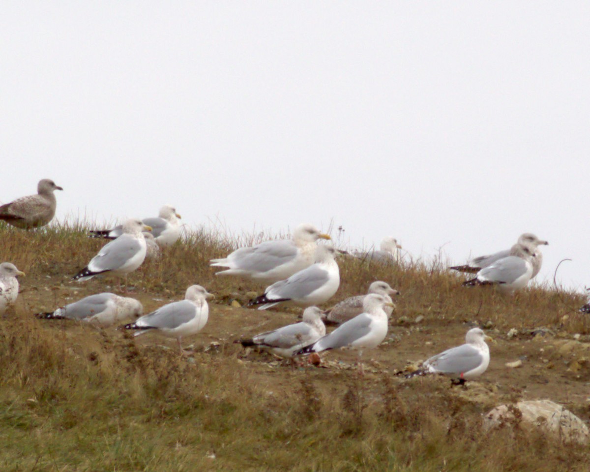 Glaucous Gull - ML622451550