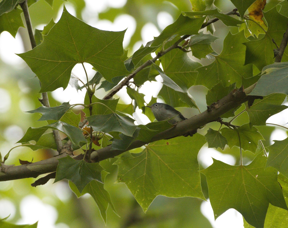 Blue-gray Gnatcatcher - ML622451600