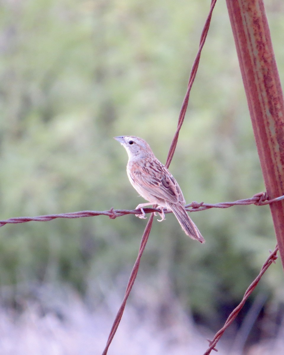 Botteri's Sparrow - ML622451603