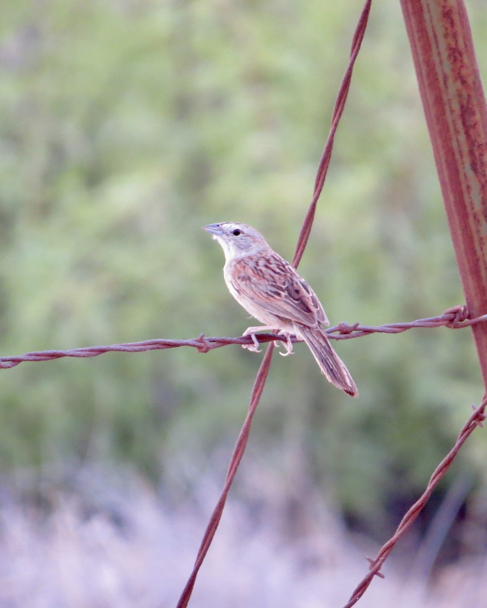 Botteri's Sparrow - ML622451605