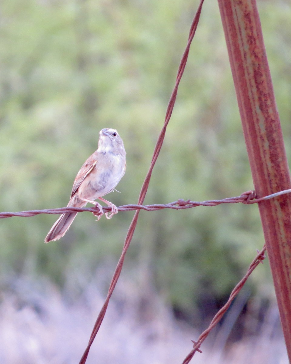 Botteri's Sparrow - ML622451610