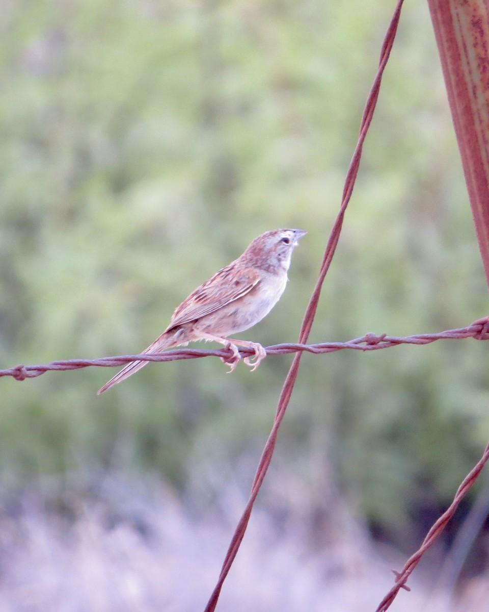 Botteri's Sparrow - ML622451612