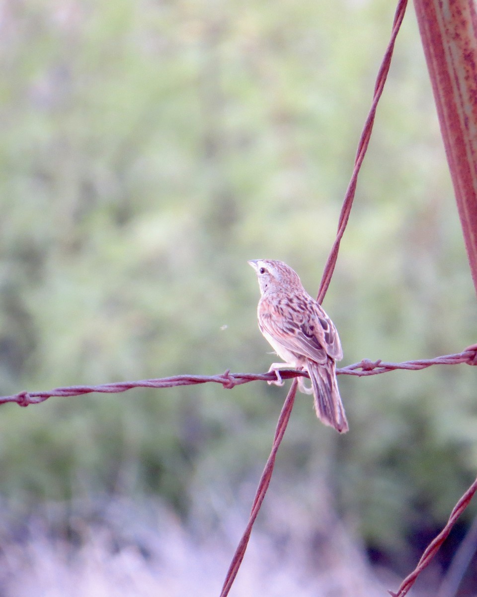 Botteri's Sparrow - ML622451616